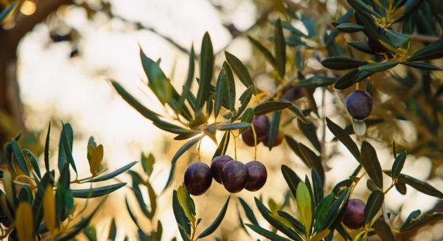 El TS debe determinar si la "compensación agrícola" debe tenerse en cuenta al contabilizar el volumen de operaciones para verificar la concurrencia de la causa de la exclusión del método de estimación objetiva en el IRPF. Imagen de un olivo con aceitunas maduras