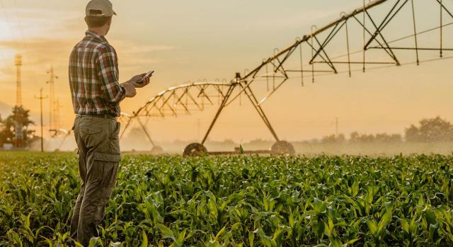 Campaña de Renta 2021: reducción de módulos del IRPF para actividades agrícolas y ganaderas. Imagen de un hombre de pie en un campo de maiz mirando el móvil