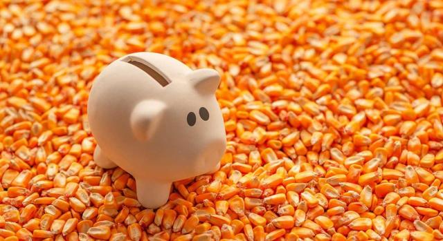 Aplicación de la reducción del 90% en ISD cuando se transmite una explotación agraria prioritaria, aunque posteriormente se pierda la condición de prioritaria. Imagen de un cerdito sobre un suelo de maiz