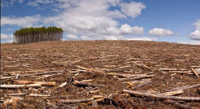 Obligaciones de información a los operadores y comerciantes para combatir la deforestación y la degradación forestal. Imagen de un bosque de pinos está talado por completo, salvo una pequeña isla de árboles