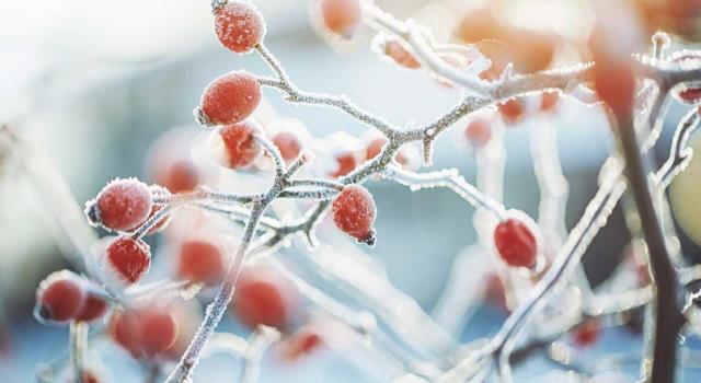 Selección de doctrina administrativa. Enero 2026 (2.ª quincena). Imagen de un árbol en flor con su fruto