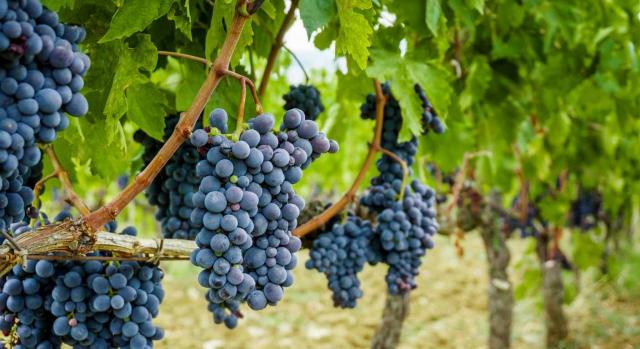 Ley de medidas fiscales de La Rioja para 2020. Foto de uvas lista para cosecha