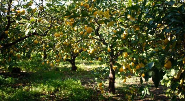 La certificación los datos más relevantes que contiene la escritura al describir el bien. Campo de limoneros