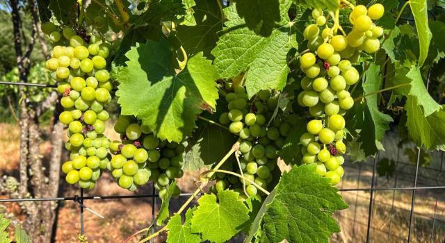 No cabe aplicar el tipo reducido del 10% de IVA a los servicios de renovación o reparación de viviendas particulares abonados por la compañía aseguradora, y a efectos de sanción cabe aplicar la interpretación razonable de la norma. Imagen de una parra con sus racimos de uvas verdes